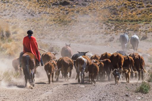 A gaucho on a horse and a herd of cows in the mountains in Patagonia, Argentina