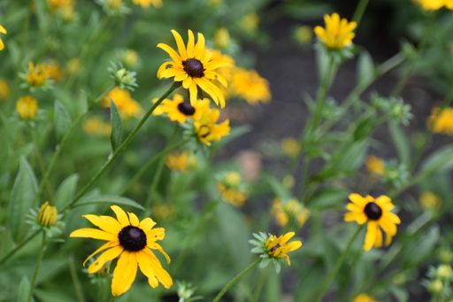 a close up shot of Black-eyed Susan flowers over the Summer.