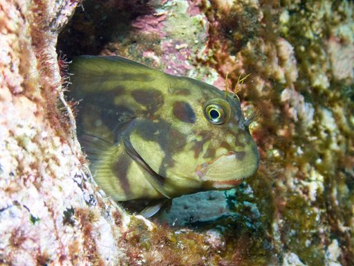 Underwater macro shot of a Redlip Blenny, ophioblennius atlanticus, looking out of a rock hole. Marine reserve, El Hierro, Canary Islands, Spain.