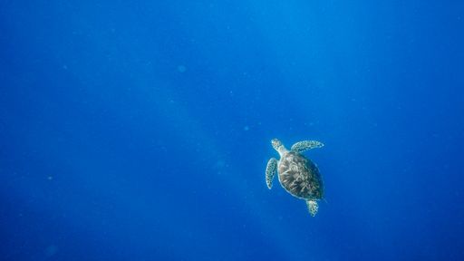 A closeup of a turtle swimming in the blue waters of the sea in sunlight