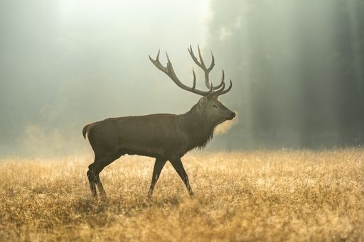 A deer with antlers walking around in Richmond park during sunrise