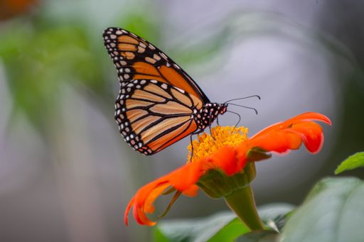 A selective focus shot of a monarch butterfly perched on flower