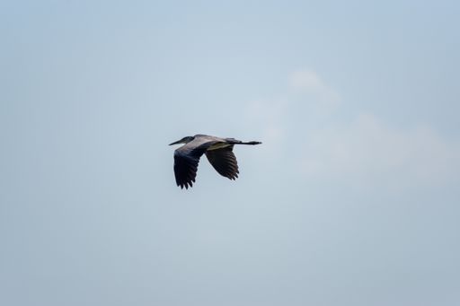 A low angle shot of a gray heron flying in a blue cloudy sky in bright sunlight