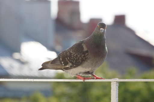 A closeup shot of a rock dove standing on a white metal fence in the park in bright sunlight with blurred background