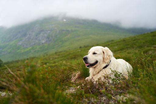 A closeup shot of a majestic white golden retriever is lying in the grass with foggy mountains in the background