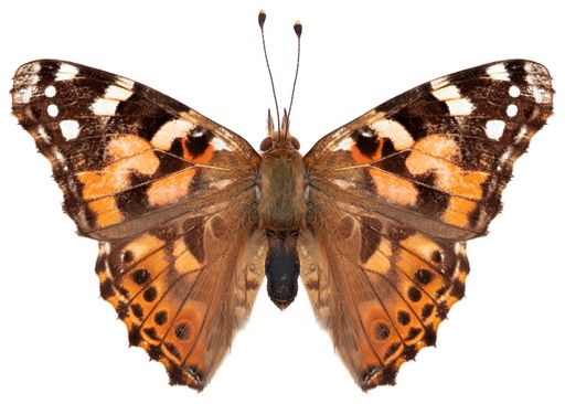 Butterfly species Vanessa cardui, trivial name: painted lady.