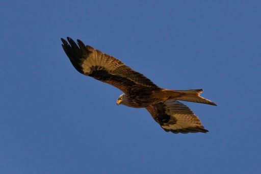 A closeup shot of a flying hawk