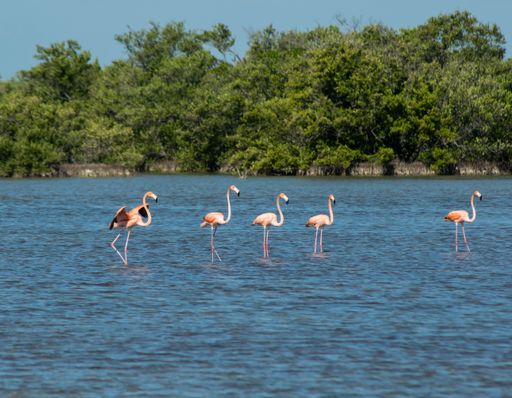 A group of flamingos in the lake
