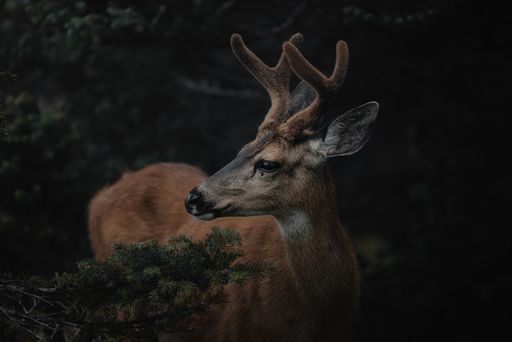 A young deer in a green dark forest
