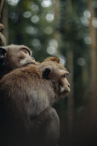 A selective focus shot of monkeys sitting on a tree in the park