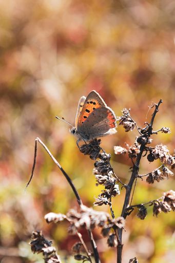 A vertical shot of a Chervonets spotted butterfly sitting on a dried tree branch