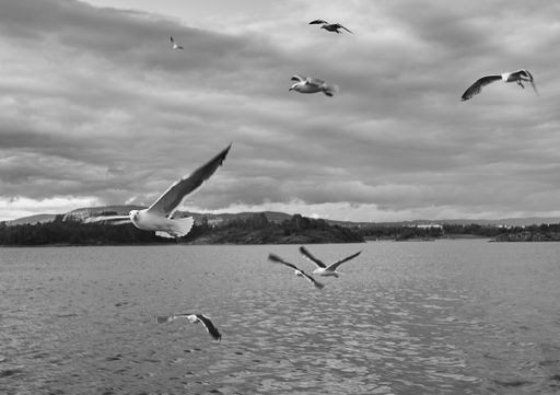 A grayscale shot of  European herring gulls flying over a lake