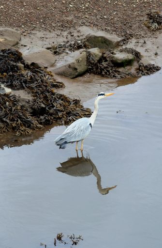 A vertical shot of a cute white snowy egret in the water near the rocks