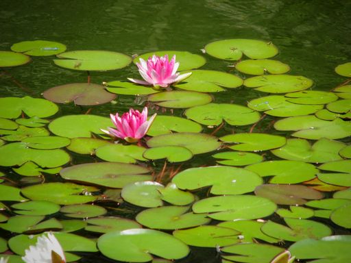 The water lilies and lily pads in a pond captured during the daytime
