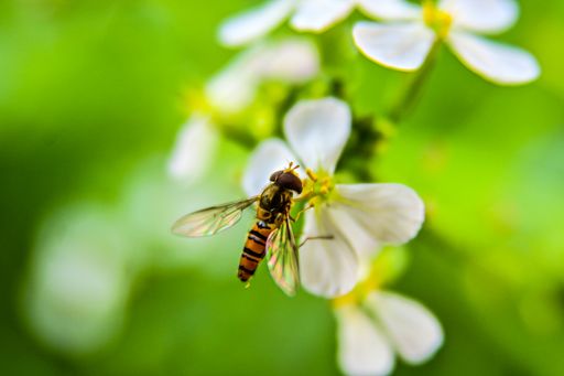 A pollinating bee on a white flower