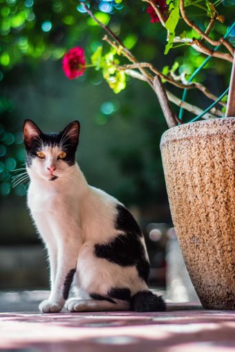 A closeup vertical shot of a cute cat by a flower pot on a blurred background