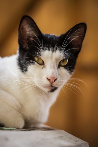 A closeup vertical shot of a cute black-and-white cat looking at the camera on a blurred brown background