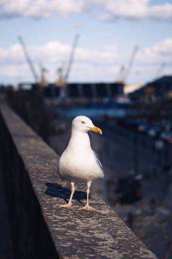 A vertical closeup of a white Larus on the edge of the wall