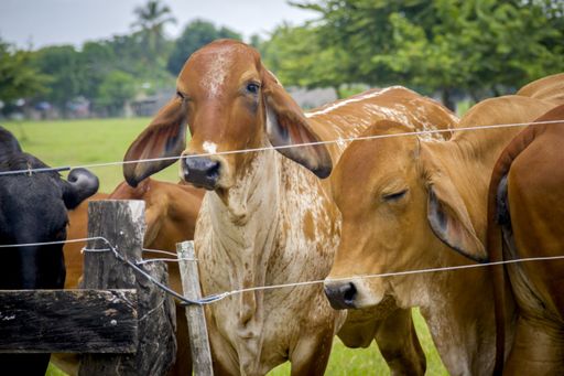 A closeup shot of a herd of Brahman cattle in a green farm