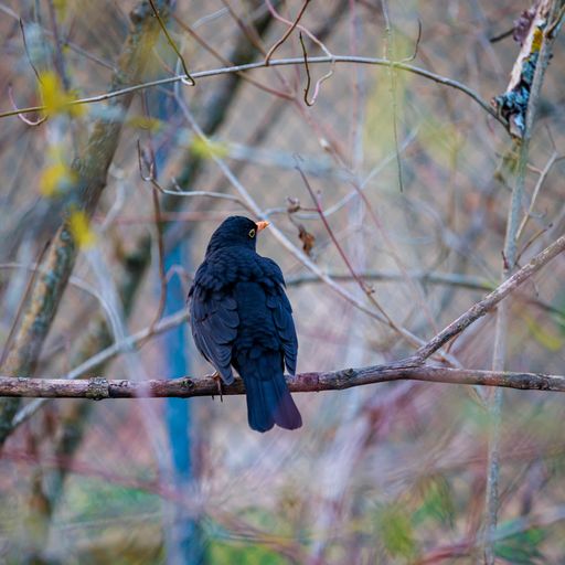 A back view of a blackbird standing on a tree branch with a blurred background