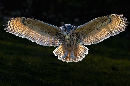 A flying European Eagle Owl bird (Bubo bubo) with opened wings