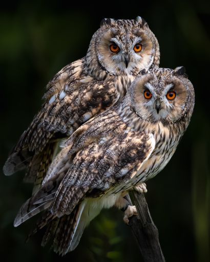 A two long-eared owls (Asio otus) sitting on tree branch on a blurry background