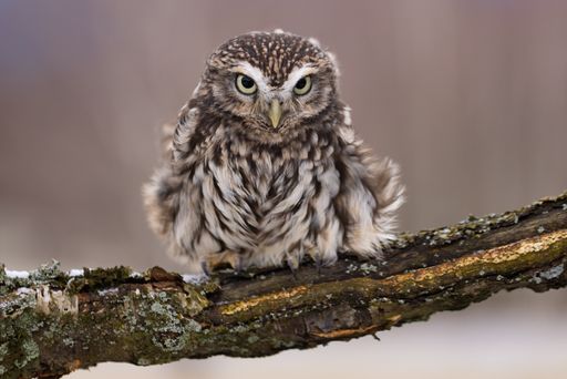 A selective focus shot of a beautiful small fluffy owl standing on a tree covered in frost