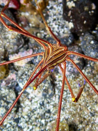 Vertical macro shot of an Eastern Atlantic Arrow Crab (Stenorhynchus lanceolatus) in natural underwater habitat. Marine life on the Canary Islands.