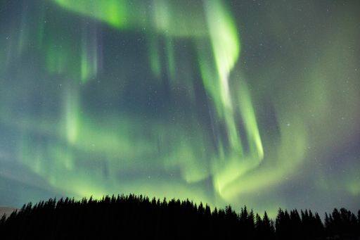 A beautiful low angle shot of the breathtaking aurora and fir trees