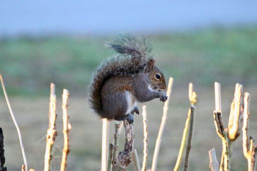 A closeup shot of a little gray squirrel sitting on a branch eating a nut