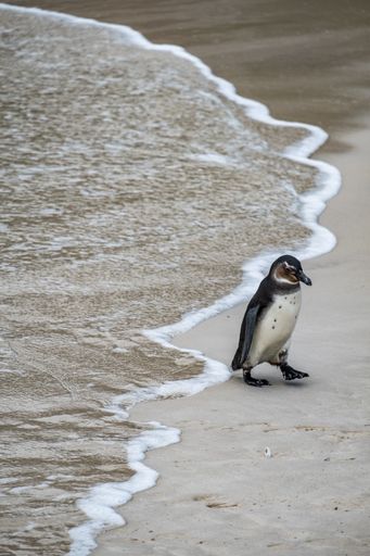 A vertical shot of a penguin on the beach