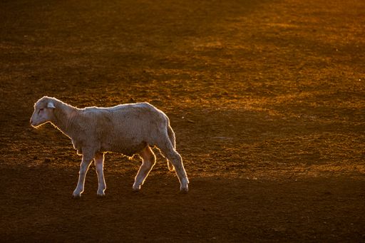 A scenic view of a white sheep walking in a rural area