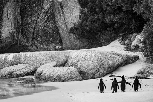 A scenic view of penguins walking on the beach