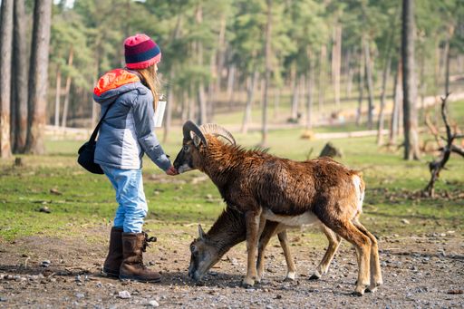 A young girl feeding a mouflon and a deer in the forest on a sunny day