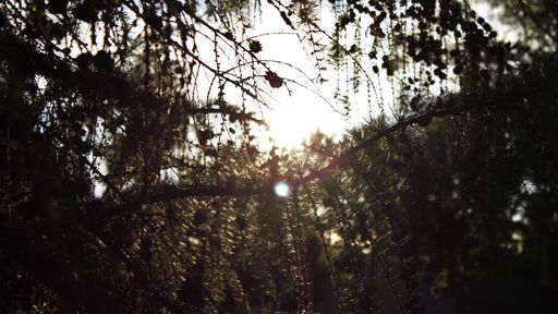 A closeup shot of the sun shining through tree branches