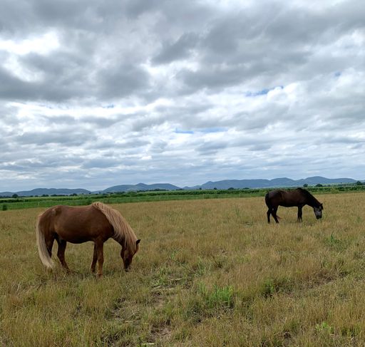 Brown horses grazing in a field under the cloudy sky