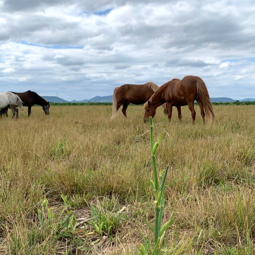 Brown horses grazing in a field under the cloudy sky