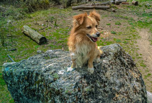 A closeup shot of a hairy ginger dog sitting on a stone