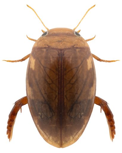 Predaceous diving beetle species Laccophilus minutus.