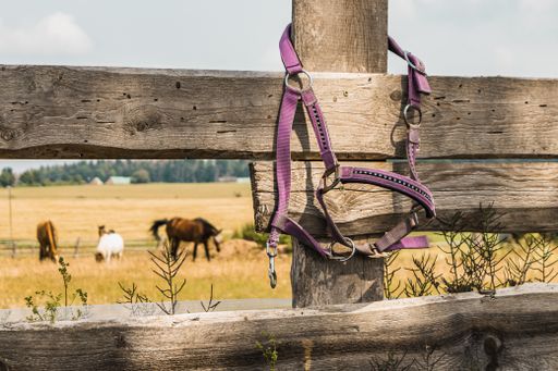 A selective focus shot of purple horse halter hanging on farmland wooden fence