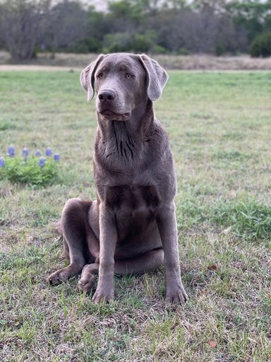 A vertical shot of a gray labrador retriever sitting on the ground