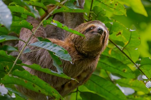 A closeup shot of a Sloths on a tree with the green leaves around in Manuel Antonio National Park, Costa Rica