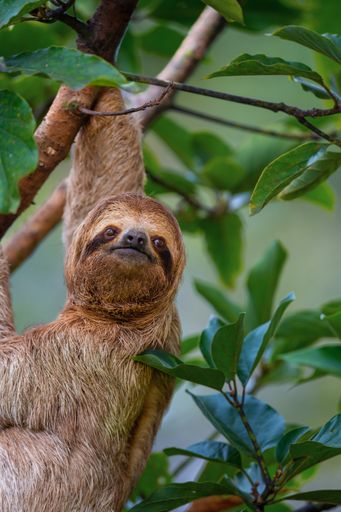 A closeup shot of a Sloths on a tree with the green leaves around in Manuel Antonio National Park, Costa Rica