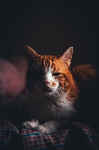 A closeup shot of a cute fluffy domestic cat sitting on the couch