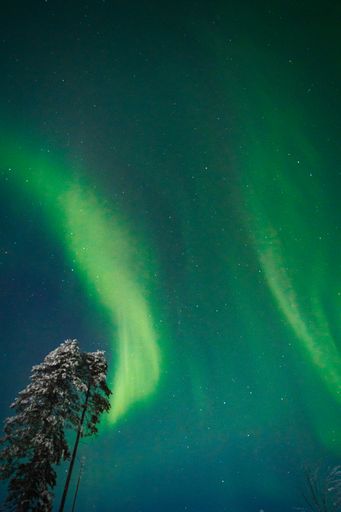 Dancing northern lights and tree composition