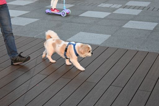 A cute domestic dog walking outside with the owner