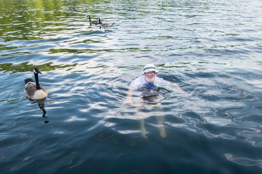 Photograph of a man swimming with Canadian Snow Geese in Cheat Lake in Morgantown, West Virginia.  Photograph taken in June of 2020.