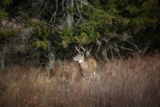 A close up shot of a whitetail deer photographed in the fall in Canaan Valley State Park in Tucker County, West Virginia