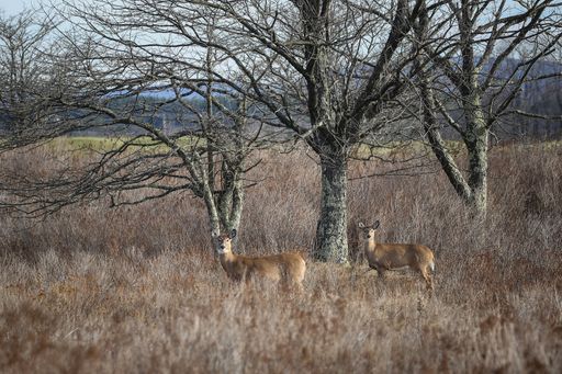 A landscape shot of a whitetail deer photographed in the fall in Canaan Valley State Park in Tucker County, West Virginia.