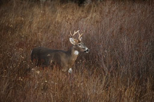 A close up shot of a whitetail deer photographed in the fall in Canaan Valley State Park in Tucker County, West Virginia